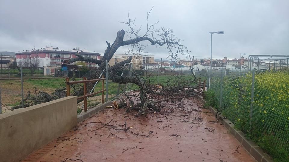 Efectos del vendaval en Cabra el 3 de febrero de 2017.